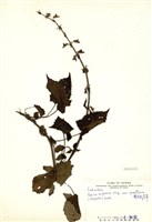 藏品(黃花鼠尾草(臺灣日紫參))的圖片